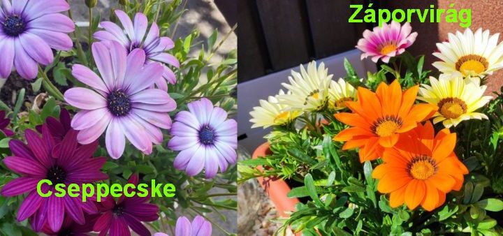 cseppecske vrág és záporvirág