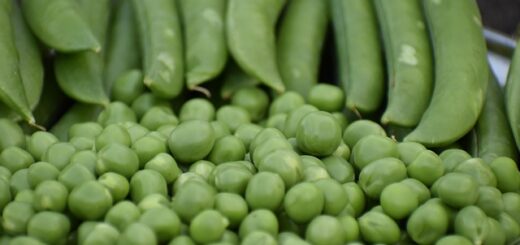 zöldborsó hüvelyben és borsó szemek