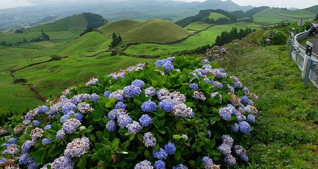 Azori-szigetek vadon növő hortenziái