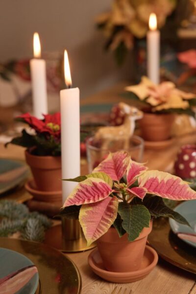 mikulásvirág asztaldekoráció