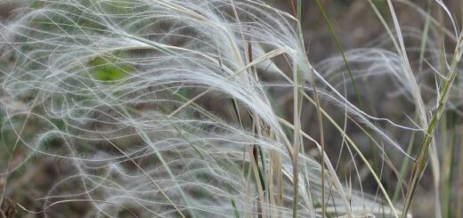 homoki árvalányhaj