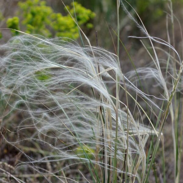 homoki árvalányhaj