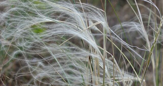 homoki árvalányhaj