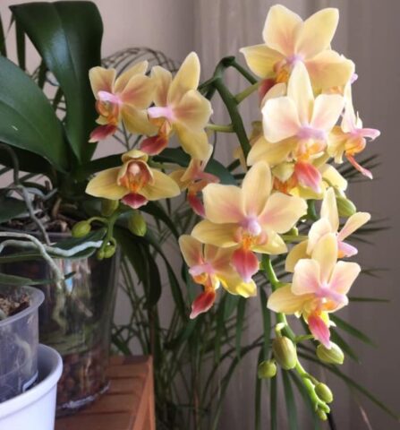 elnyílt orchidea szára