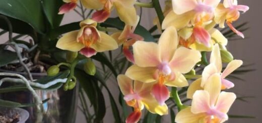 elnyílt orchidea szára